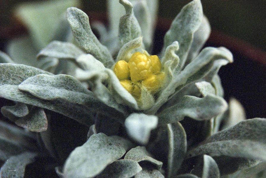 Helichrysum orientale en fleurs sur les falaises maritimes ensoleillées du bassin méditerranéen